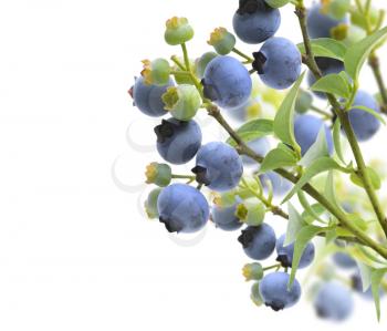 Royalty Free Photo of Blueberries on Branches