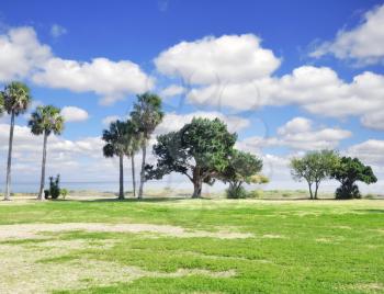 Royalty Free Photo of Trees by the Sea