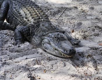 Royalty Free Photo of an American Alligator