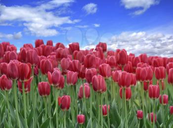 Royalty Free Photo of a Field of Tulips