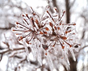 Royalty Free Photo of Icicles in a Tree