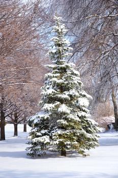 Royalty Free Photo of a Pine Tree