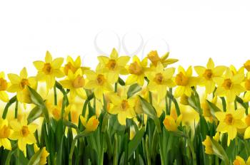 abstract background  of yellow spring daffodils on white background