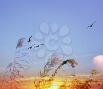 Tropical Birds Flying At Sunset