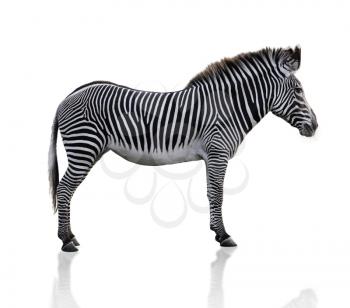 Zebra Animal  On White Background