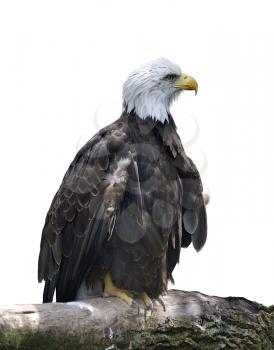 An American Bald Eagle Perched On A Branch