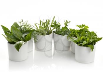 Fresh Herbs Assortment In White Cups