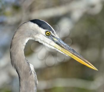 A Great Blue Heron Portrait 