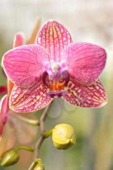 beautiful pink orchid flower with buds , close up