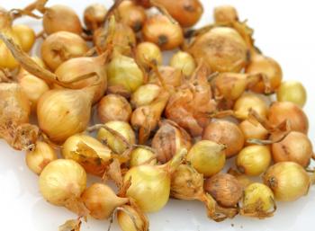  many yellow onoin seeds , close up shot