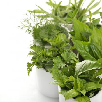 Fresh Herbs Assortment In White Cups,Close Up