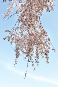 pink cherry tree flowers against a blue sky