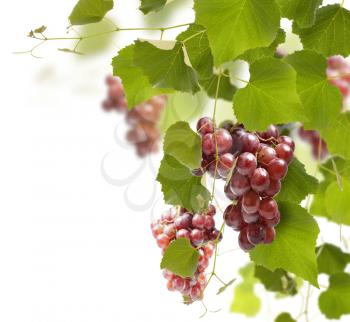 Red Grape On The Vines