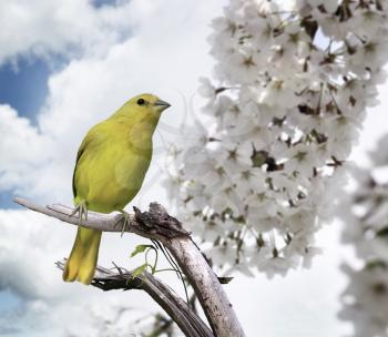 Yellow Bird Perching On A Branch