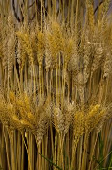 arrangement of Wheat ears , close up shot
