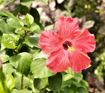 Blooming hibiscus flower in a garden 