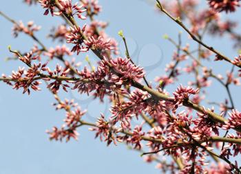 Eastern red bud tree in a spring
