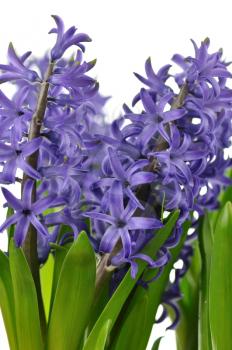 blue Hyacinth flowers on a white background