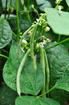 Green beans growing on vines  in the garden
