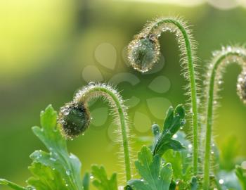 poppy flower buds with water drops in the early morning, close up