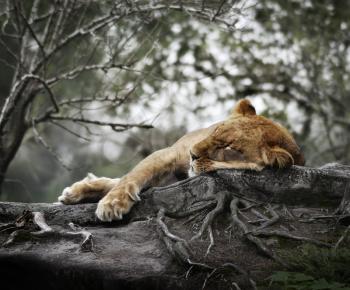 Female Lion Sleeping In The Woods
