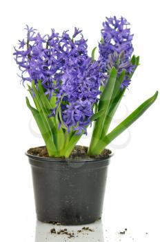 blue Hyacinth flowers on a white background