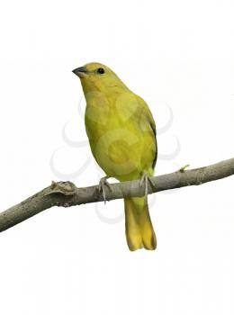 Yellow Canary On  White Background