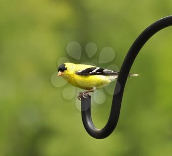 perched goldfinch , sitting on a stick