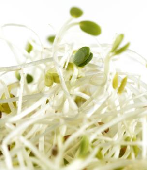 Fresh Alfalfa Sprouts,Close Up