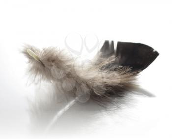 a feather , close up on white background