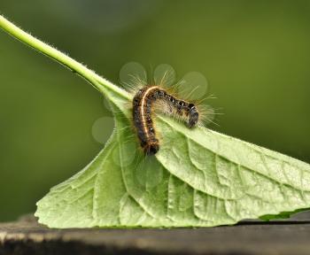 Black caterpillar with long hair 