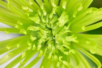 a green spring flower ,close up for background