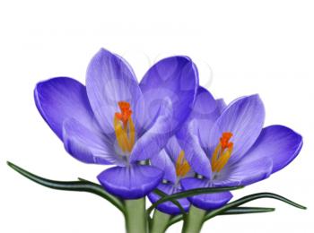 spring crocus flowers over white background 