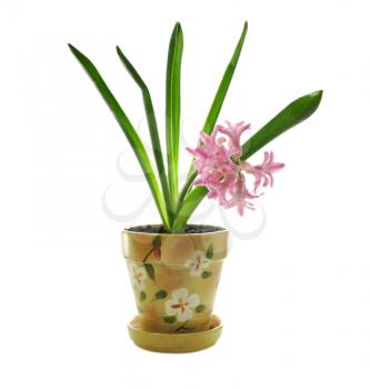 hyacinth flower in a pot