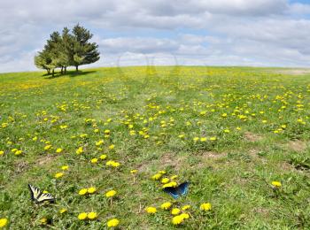 sunny field with yellow dandelion flowers and trees