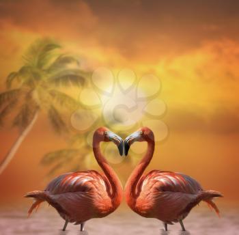Two Pink Flamingos  At Sunset
