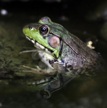 A Green Water Frog ,Close Up