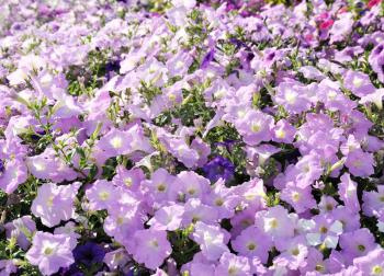 Colorful petunias close-up shot , for background