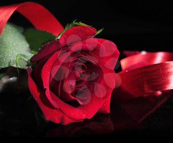 a red rose , close up on black background