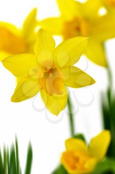 yellow daffodil flowers on a white background