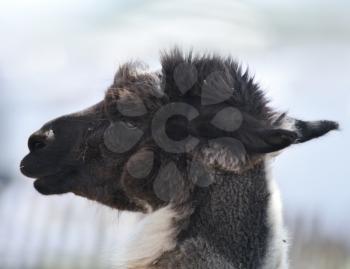 Portrait Of A  Brown And White Alpaca