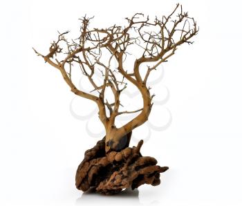 a dry tree on white background
