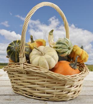 Mini Pumpkins In A Basket