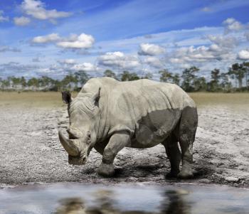  White Rhino By The Water
