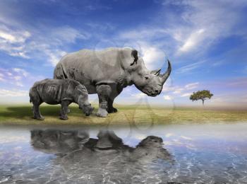 Mother Rhino And A Calf With Water Reflection 