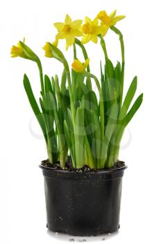 yellow spring daffodils on a white background