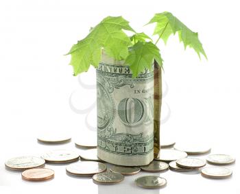 american money with small tree 