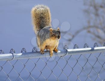 a squirrel sitting on a fence against a blue sky