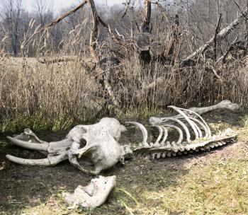 Elephant Old Skeleton Near A Dry Tree