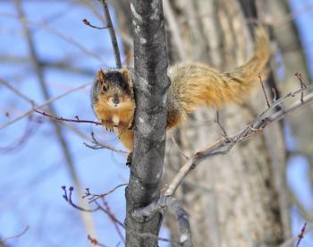 a fox  squirrel on a tree in spring day
